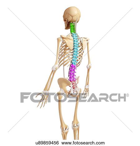 Human skeleton, artwork View Large Illustration Stock Illustration - Human skeleton, artwork. Fotosearch