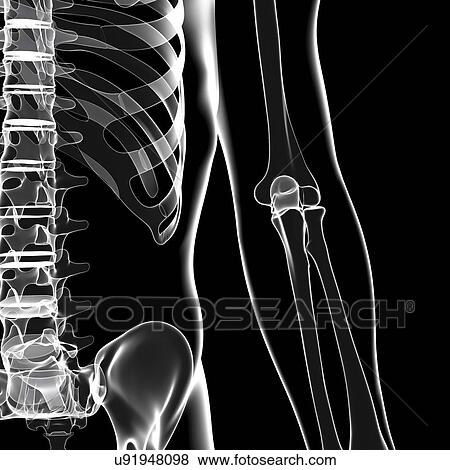 Human skeleton, artwork View Large Illustration Stock Illustration - Human skeleton, artwork. Fotosearch