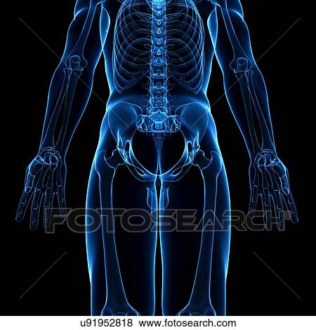 Human skeleton, artwork View Large Illustration Stock Illustration - Human skeleton, artwork. Fotosearch