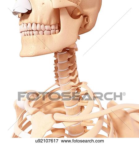 Human skeleton, artwork View Large Illustration Stock Illustration - Human skeleton, artwork. Fotosearch