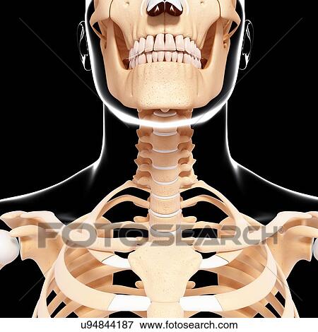 Human skeleton, artwork View Large Illustration Stock Illustration - Human skeleton, artwork. Fotosearch