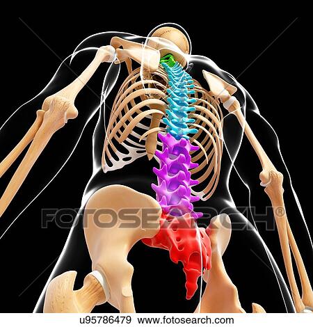 Human skeleton, artwork View Large Illustration Stock Illustration - Human skeleton, artwork. Fotosearch