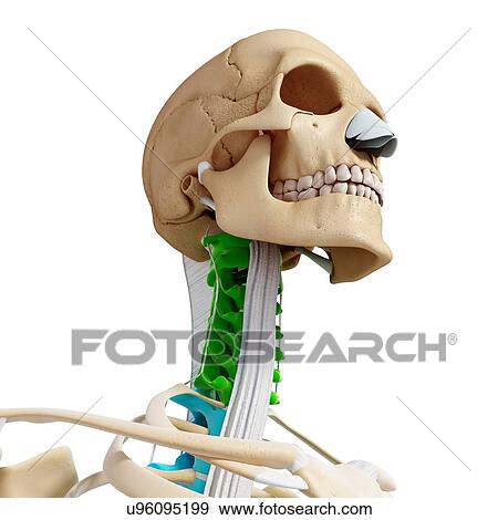 Human skeleton, artwork View Large Illustration Stock Illustration - Human skeleton, artwork. Fotosearch