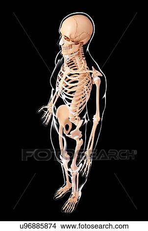 Human skeleton, artwork View Large Illustration Stock Illustration - Human skeleton, artwork. Fotosearch