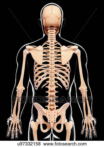 Stock Illustration - Human skeleton, artwork. Fotosearch