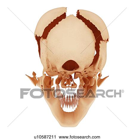 Human skull, artwork View Large Illustration Clip Art - Human skull, artwork. Fotosearch