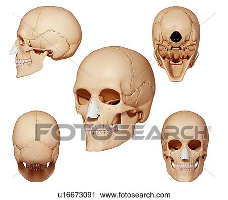 Human skull, artwork View Large Illustration Clip Art - Human skull, artwork. Fotosearch