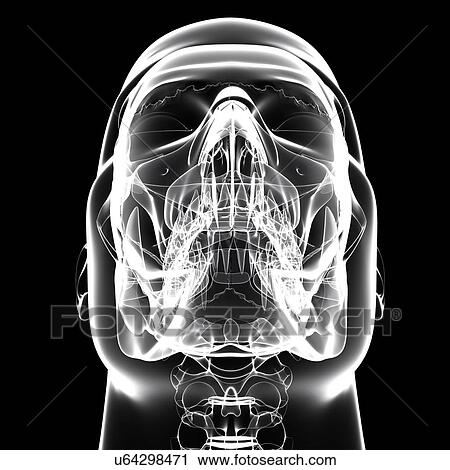 Human skull, artwork View Large Illustration Clip Art - Human skull, artwork. Fotosearch