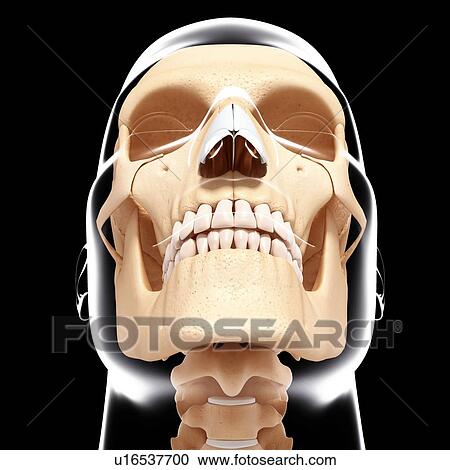 Human skull, artwork View Large Illustration Clipart - Human skull, artwork. Fotosearch