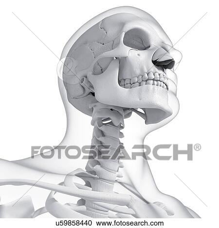 Clipart - Human skull, artwork. Fotosearch