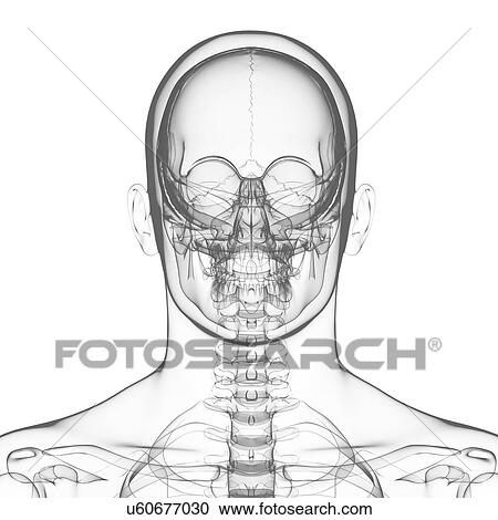 Human skull, artwork View Large Illustration Clipart - Human skull, artwork. Fotosearch