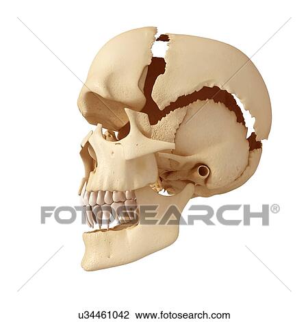 Drawing - Human skull, artwork. Fotosearch