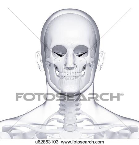 Human skull, artwork View Large Illustration Drawing - Human skull, artwork. Fotosearch