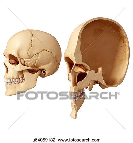 Drawing - Human skull, artwork. Fotosearch