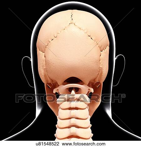 Human skull, artwork View Large Illustration Drawing - Human skull, artwork. Fotosearch
