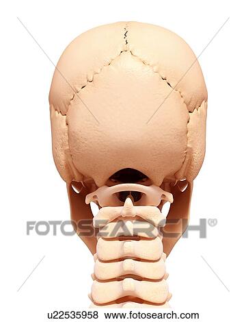 Human skull, artwork View Large Illustration Stock Illustration - Human skull, artwork. Fotosearch