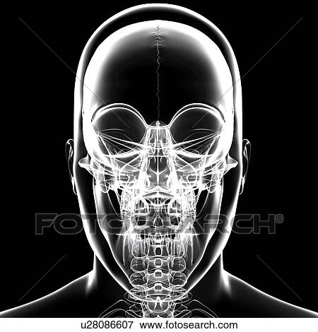 Human skull, artwork View Large Illustration Stock Illustration - Human skull, artwork. Fotosearch