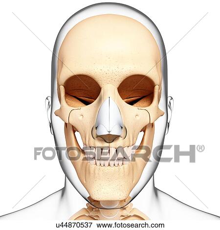 Stock Illustration - Human skull, artwork. Fotosearch