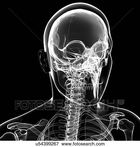 Stock Illustration - Human skull, artwork. Fotosearch