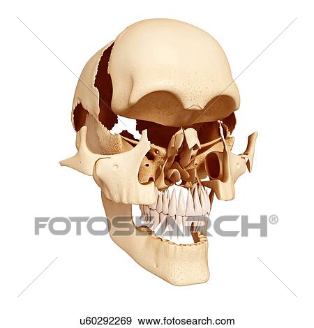 Human skull, artwork View Large Illustration Stock Illustration - Human skull, artwork. Fotosearch