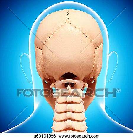 Stock Illustration - Human skull, artwork. Fotosearch