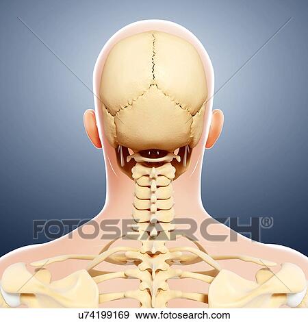 Human skull, artwork View Large Illustration Stock Illustration - Human skull, artwork. Fotosearch