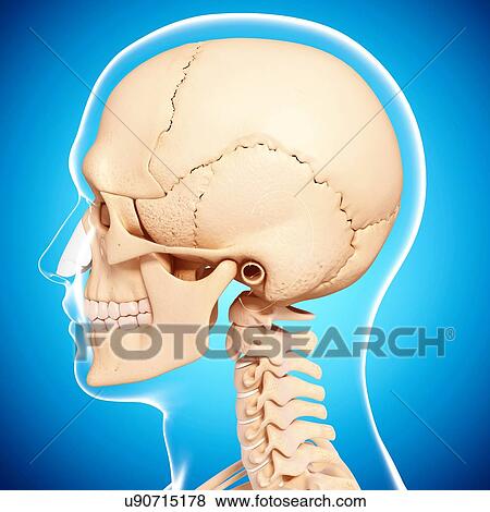 Stock Illustration - Human skull, artwork. Fotosearch