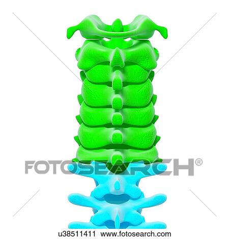 Clip Art - Human spine, artwork. Fotosearch