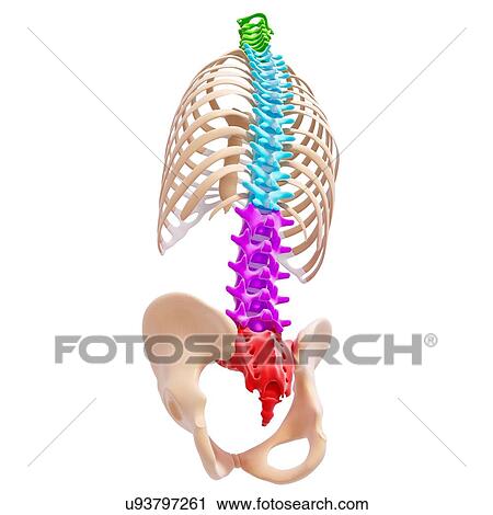Clip Art - Human spine, artwork. Fotosearch