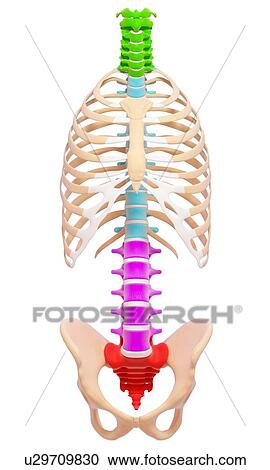 Human spine, artwork View Large Illustration Clipart - Human spine, artwork. Fotosearch