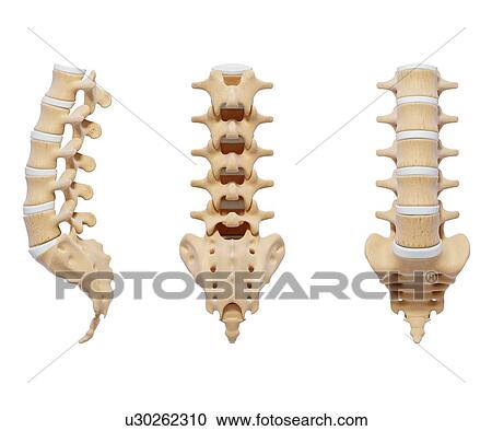 Human spine, artwork Clipart | u30262310 | Fotosearch