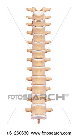 Human spine, artwork View Large Illustration Clipart - Human spine, artwork. Fotosearch