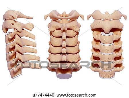 Human spine, artwork View Large Illustration Clipart - Human spine, artwork. Fotosearch