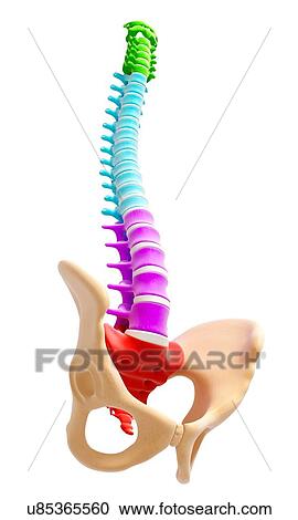 Clipart - Human spine, artwork. Fotosearch