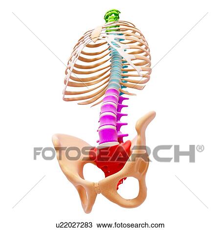 Drawing - Human spine, artwork. Fotosearch