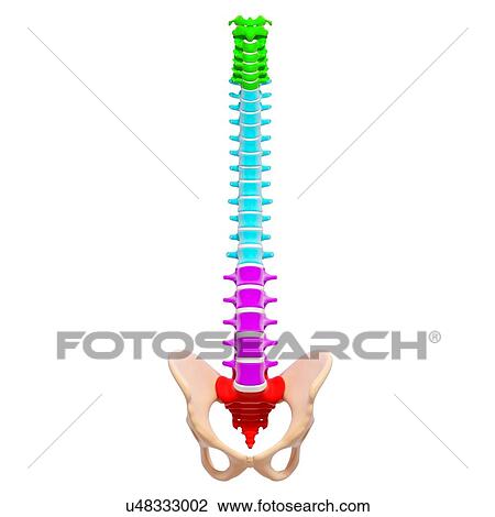 Drawing - Human spine, artwork. Fotosearch