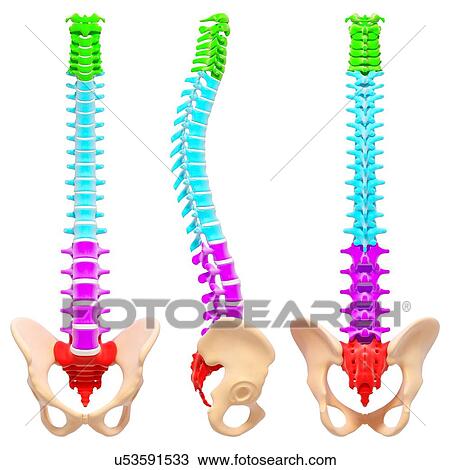 Drawing - Human spine, artwork. Fotosearch