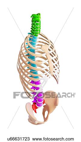 Human spine, artwork View Large Illustration Drawing - Human spine, artwork. Fotosearch