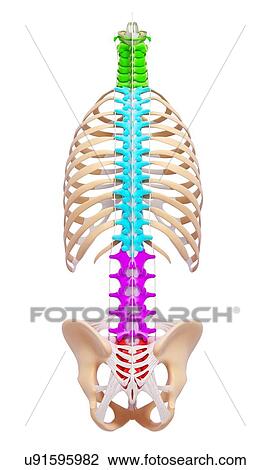 Human spine, artwork View Large Illustration Drawing - Human spine, artwork. Fotosearch