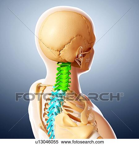 Human spine, artwork View Large Illustration Stock Illustration - Human spine, artwork. Fotosearch
