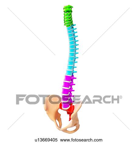 Human spine, artwork View Large Illustration Stock Illustration - Human spine, artwork. Fotosearch