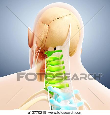 Human spine, artwork View Large Illustration Stock Illustration - Human spine, artwork. Fotosearch