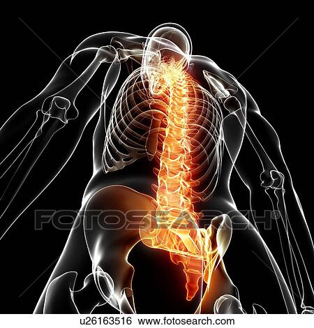 Stock Illustration - Human spine, artwork. Fotosearch