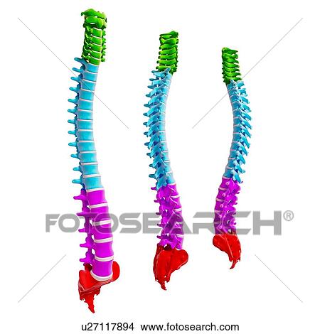 Human spine, artwork View Large Illustration Stock Illustration - Human spine, artwork. Fotosearch