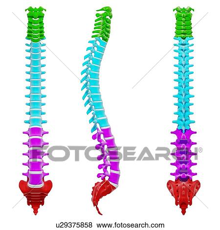 Stock Illustration - Human spine, artwork. Fotosearch