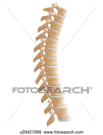 Stock Illustration - Human spine, artwork. Fotosearch