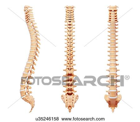 Stock Illustration - Human spine, artwork. Fotosearch