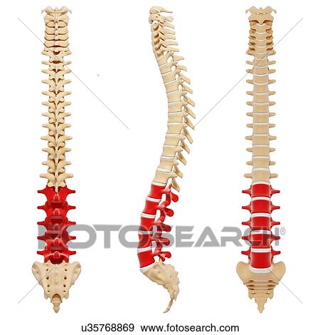 Human spine, artwork View Large Illustration Stock Illustration - Human spine, artwork. Fotosearch