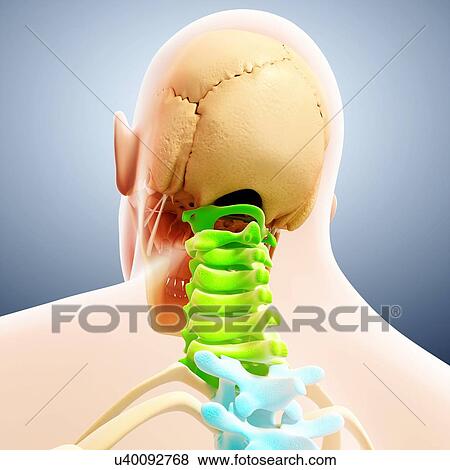 Human spine, artwork View Large Illustration Stock Illustration - Human spine, artwork. Fotosearch