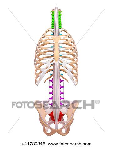 Stock Illustration - Human spine, artwork. Fotosearch